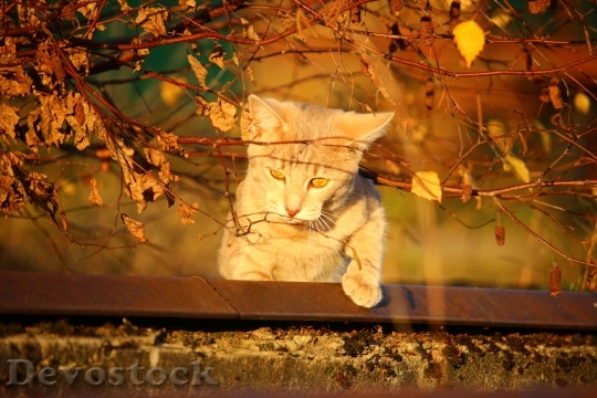 Devostock Cat Autumn Evening Light 4