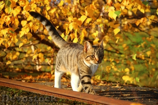 Devostock Cat Autumn Leaves Kitten