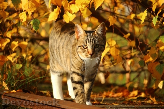 Devostock Cat Autumn Mackerel Leaves