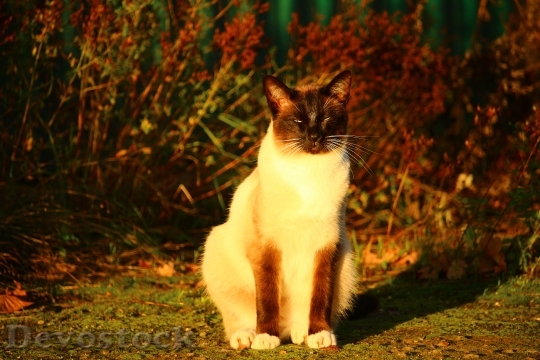 Devostock Cat Autumn Siamese Cat 0