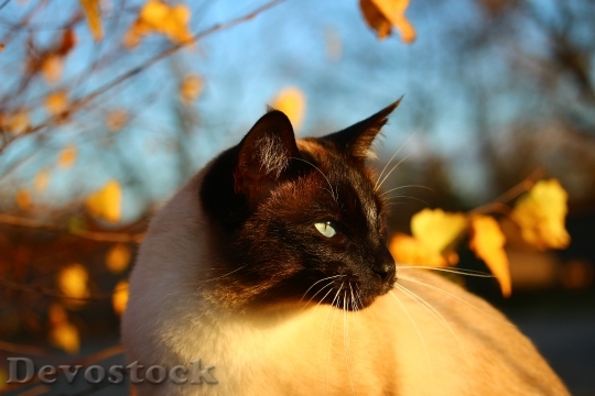 Devostock Cat Autumn Siamese Cat 2