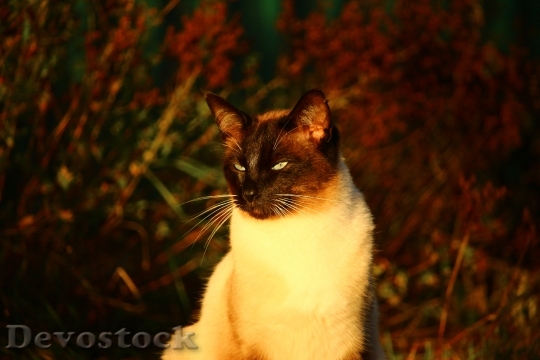 Devostock Cat Autumn Siamese Cat
