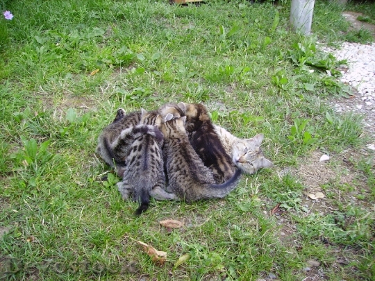 Devostock Cat Family Cat Kitten