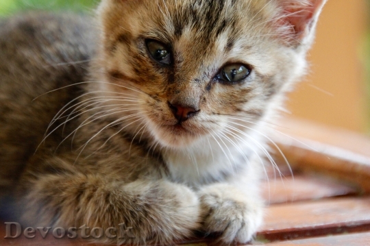 Devostock Cat Kitten Cat Baby 71