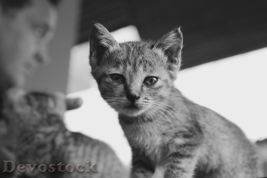 Devostock Cat Kitten Cat Baby 80