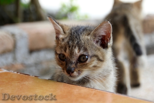 Devostock Cat Kitten Cat Baby 83