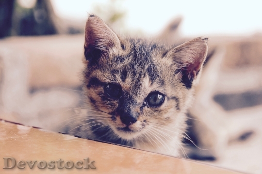 Devostock Cat Kitten Cat Baby 84