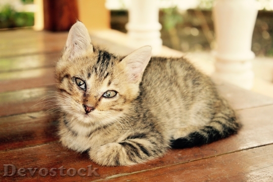 Devostock Cat Kitten Cat Baby 90