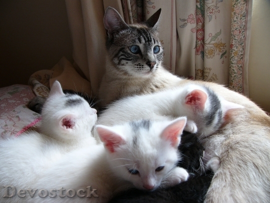 Devostock Cat Kitten White Together