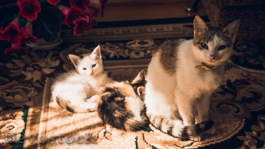 Devostock Cat Kittens Family Kitten