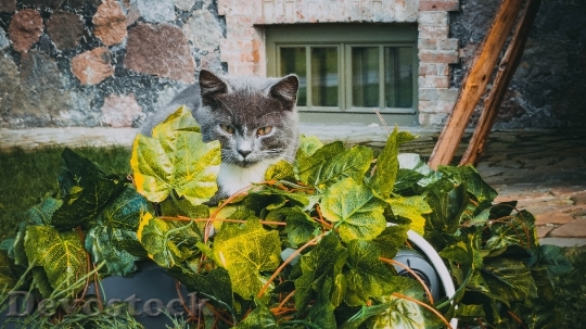 Devostock Cat Leaves Autumn 1695462
