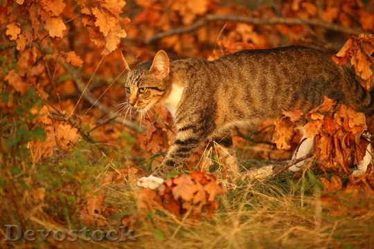 Devostock Cat Mieze Kitten Autumn