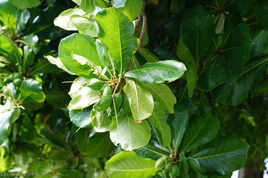 Devostock Catappa Seemandel Tree Green