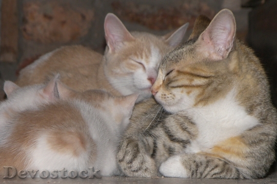 Devostock Cats Family Kitten Love