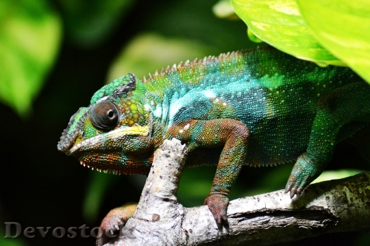 Devostock Chameleon Lizard Multi Coloured 0