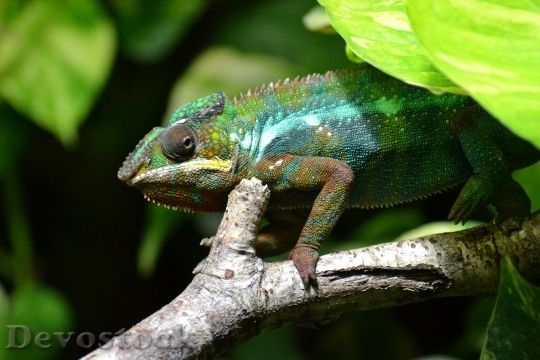 Devostock Chameleon Lizard Multi Coloured