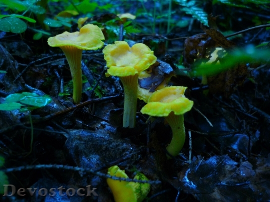 Devostock Chanterelles Mushrooms Summer 1223345