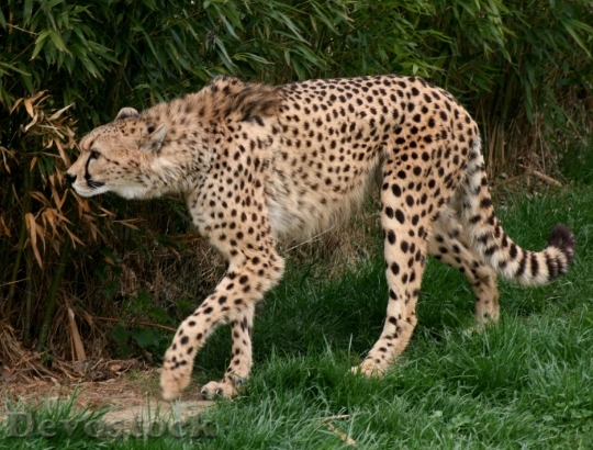Devostock Cheetah Vulnerable Class Animal