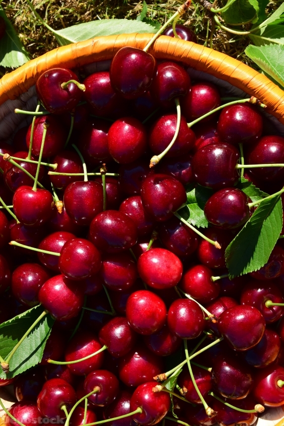 Devostock Cherries Basket Fruit Red 0