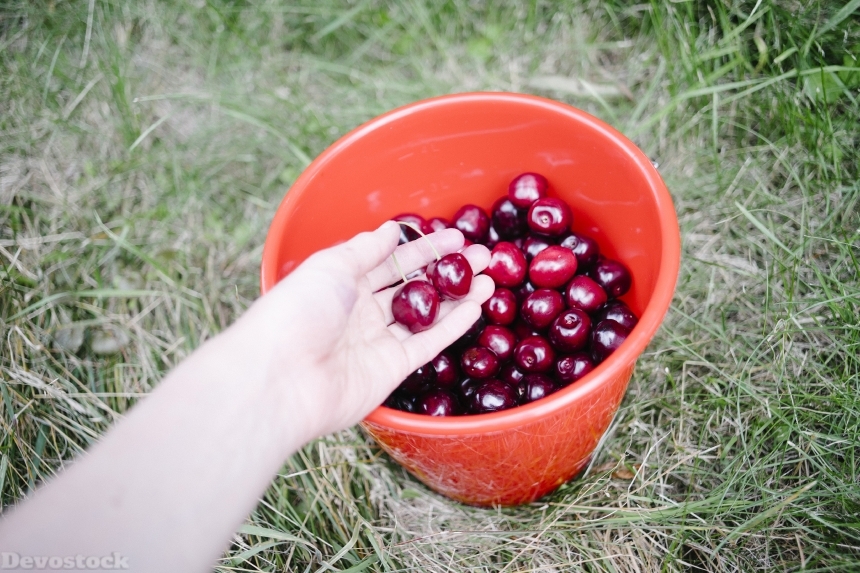 Devostock Cherries Bucket Fruits Healthy