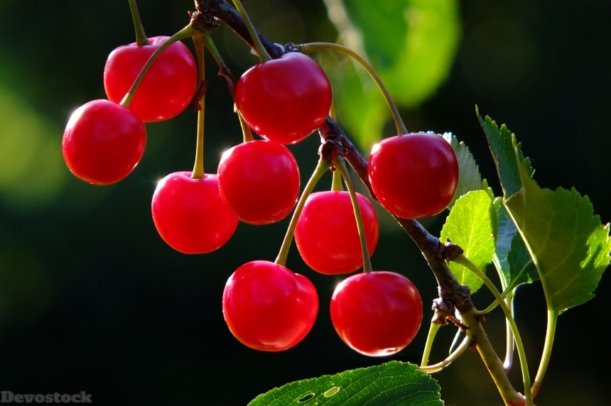 Devostock Cherries Cherry Branch Fruit