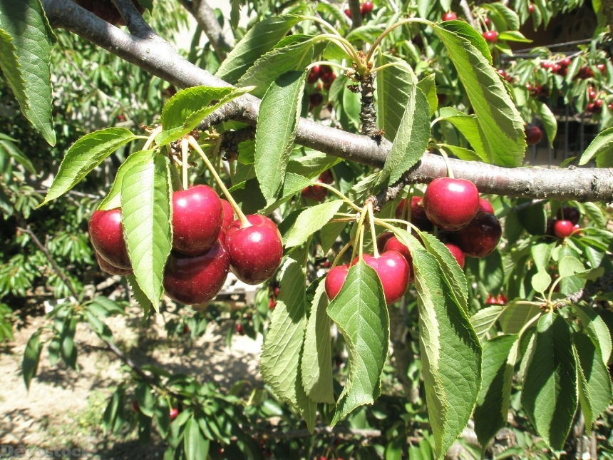 Devostock Cherries Cherry Leaves Fruit