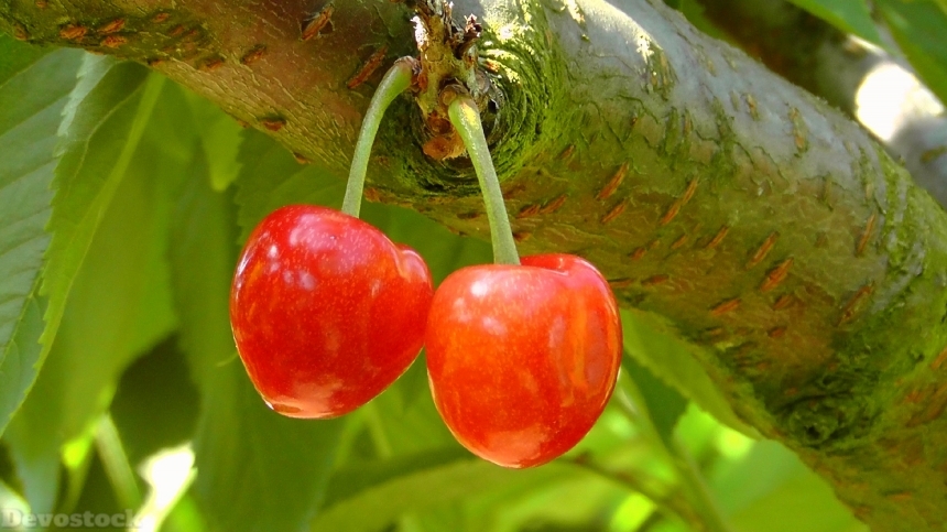 Devostock Cherries Cherry Red 178148