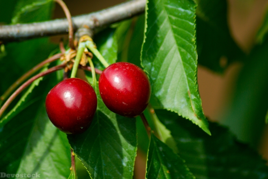 Devostock Cherries Cherry Red Fruits B 1