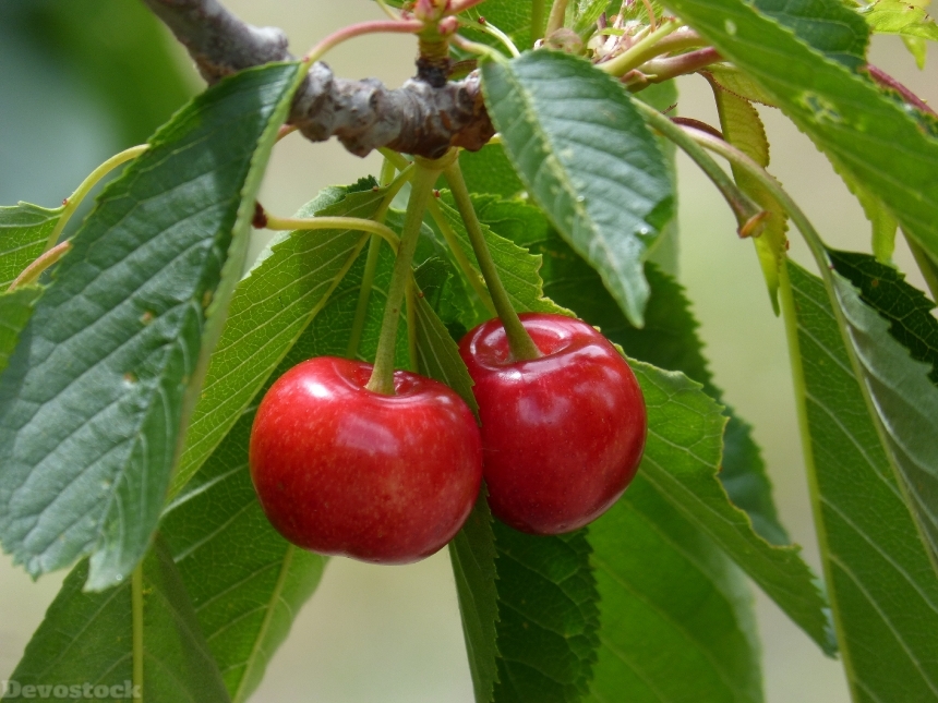 Devostock Cherries Cherry Red Fruits B 4