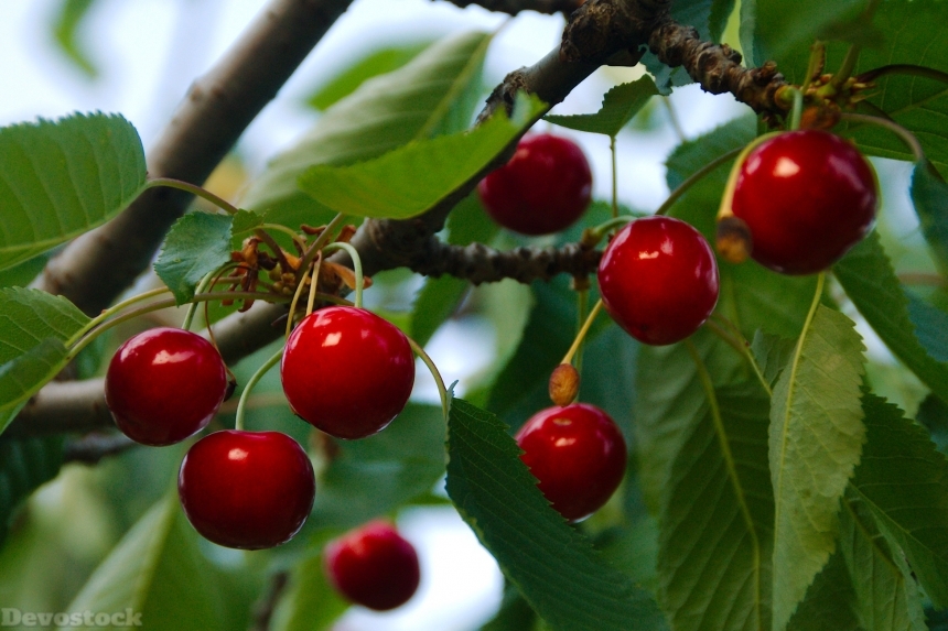 Devostock Cherries Fruit Food Leaves