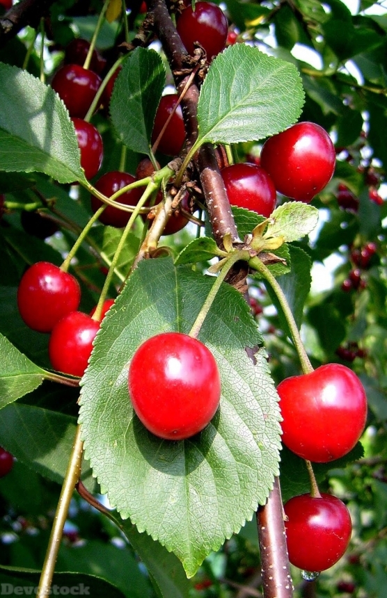 Devostock Cherries Fruit Fruits Red 0