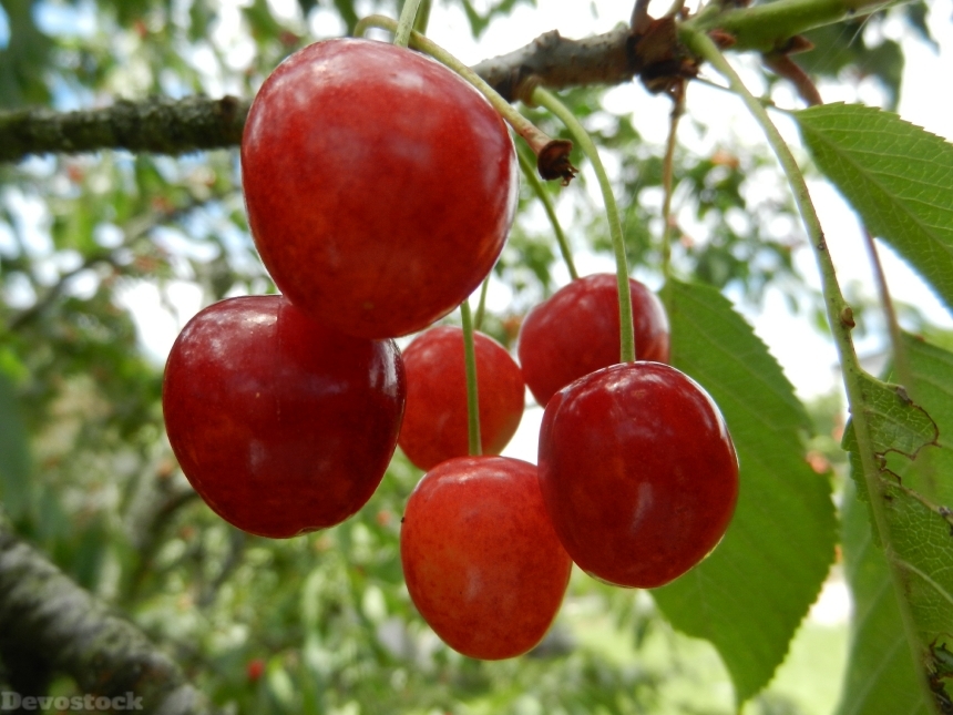 Devostock Cherries Fruit Leaves 465247