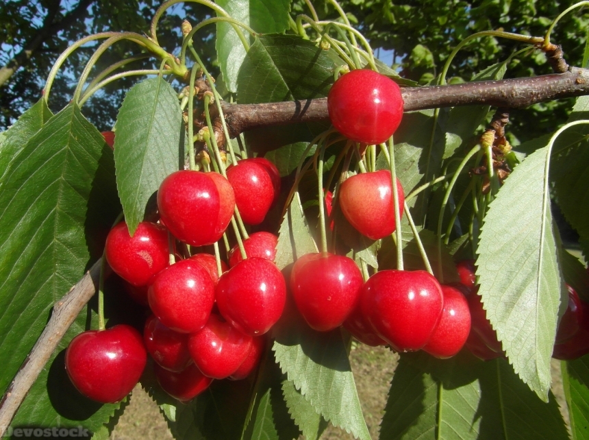 Devostock Cherries Fruit Red Mature