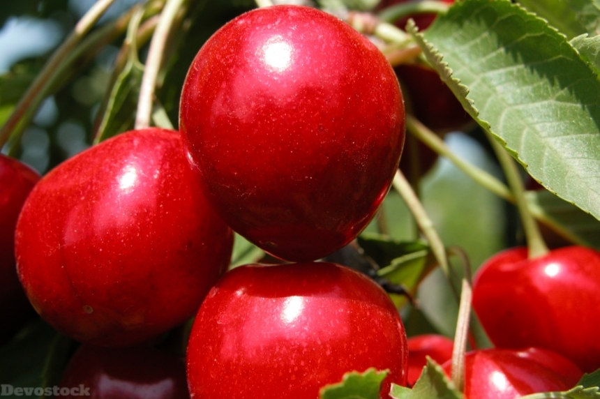 Devostock Cherries Fruit Summer Nature