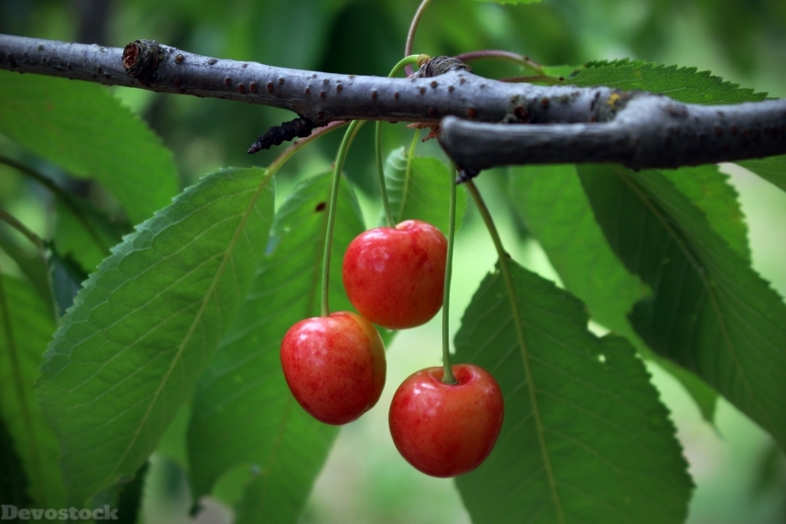 Devostock Cherries Fruit Summer Red