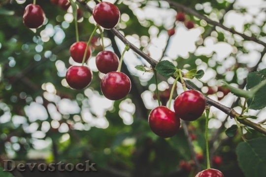 Devostock Cherries Fruit Tree Blossom