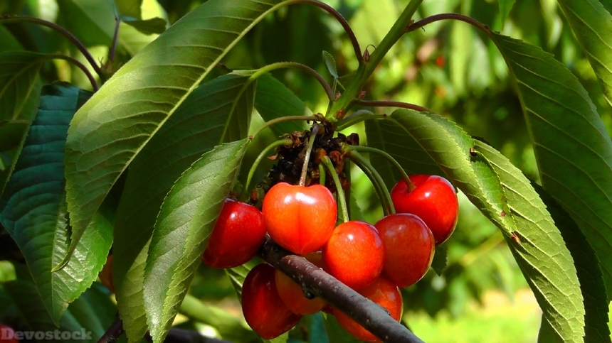 Devostock Cherries Fruits Cherry Red