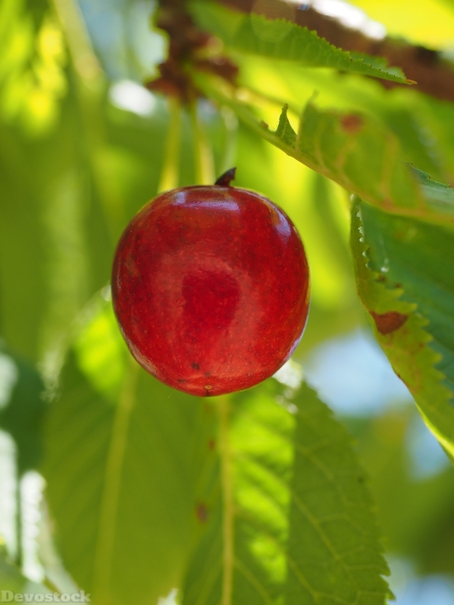 Devostock Cherries Fruits Fruit Red 1