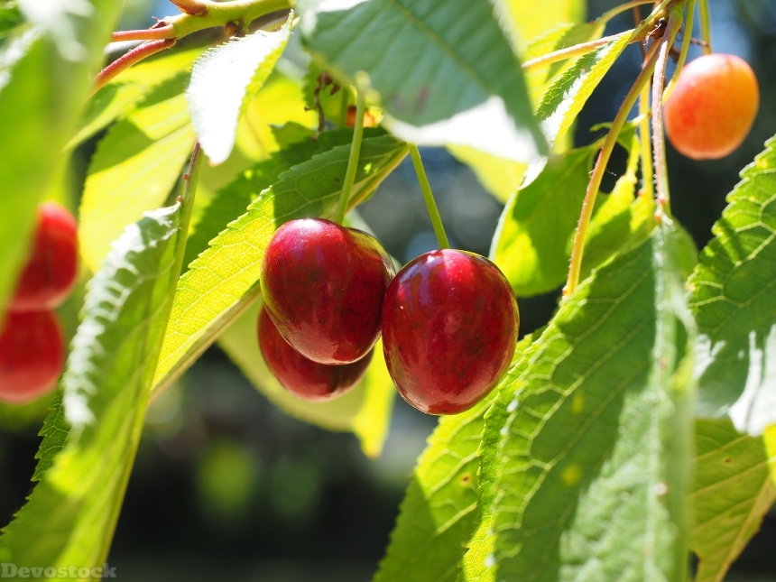 Devostock Cherries Fruits Fruit Red 2