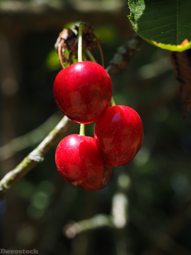 Devostock Cherries Fruits Fruit Red 3