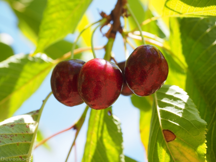 Devostock Cherries Fruits Fruit Red 5