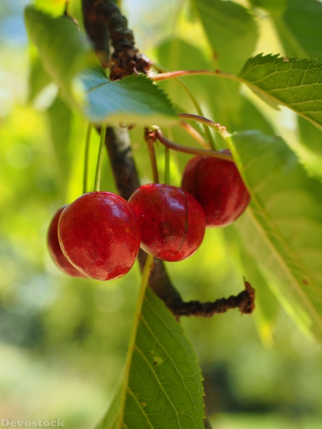 Devostock Cherries Fruits Fruit Red 6