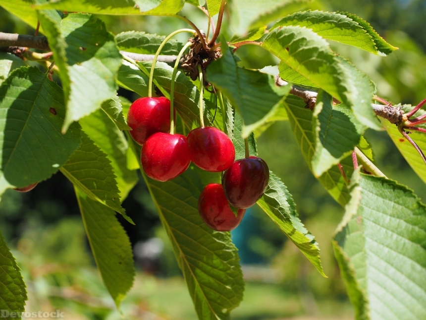 Devostock Cherries Fruits Fruit Red 7