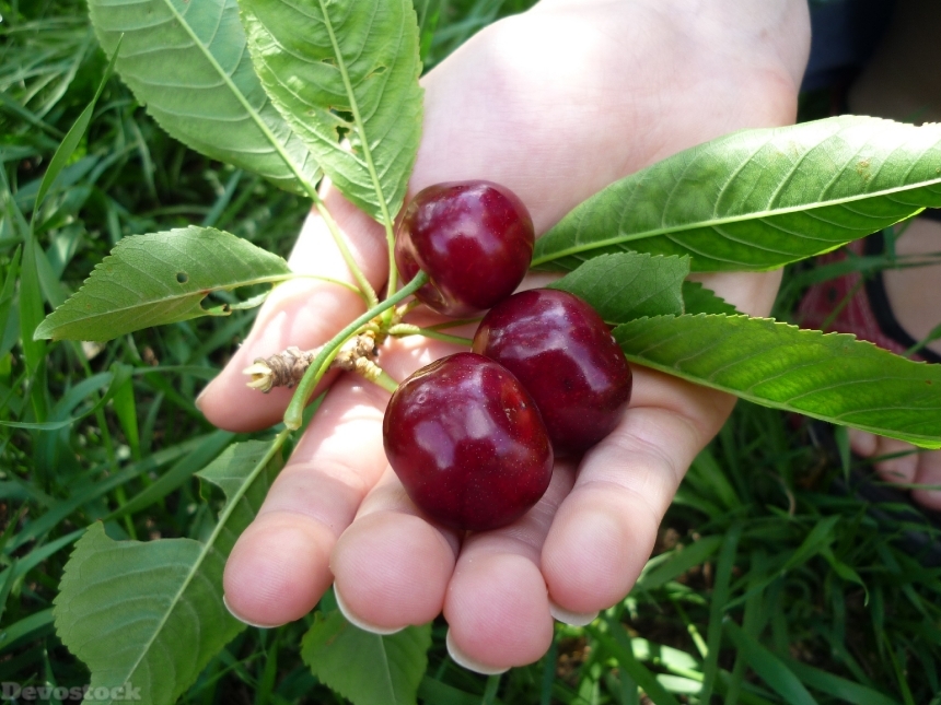 Devostock Cherries Hand Fruit Leaf