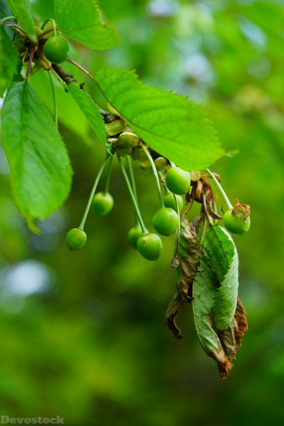 Devostock Cherries Immature Green Fruits