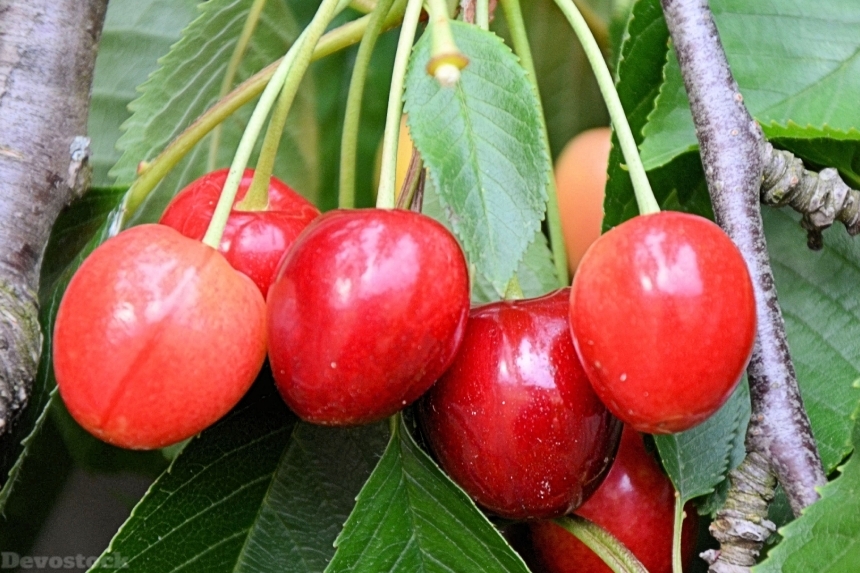 Devostock Cherries Leaves Tree Red