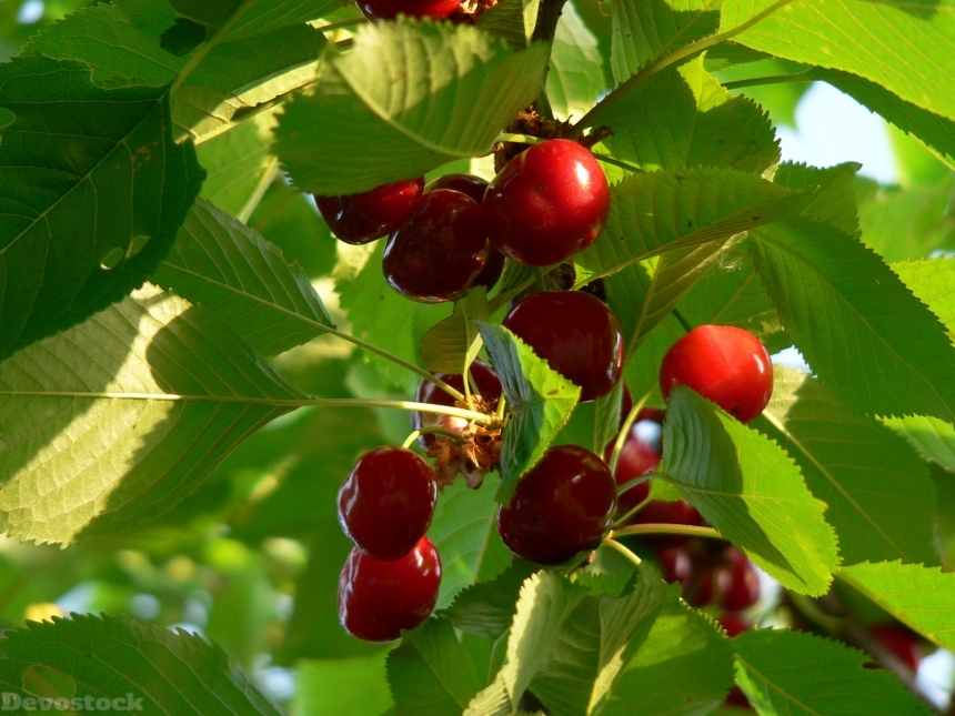 Devostock Cherries Nature Food Fruit