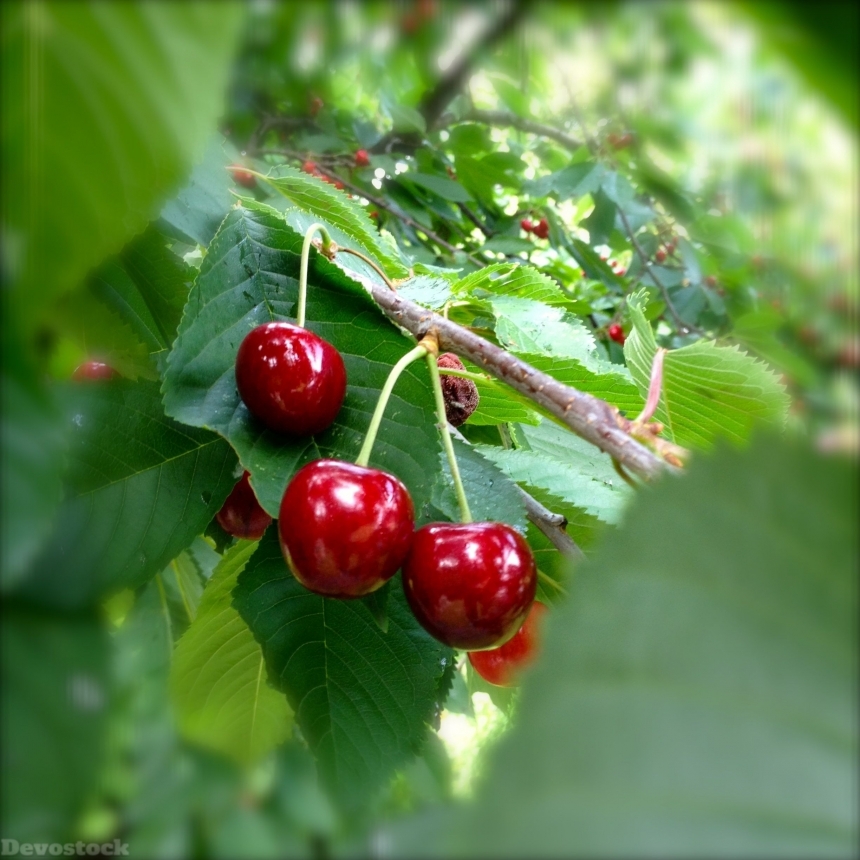 Devostock Cherries Red Cherry Nature