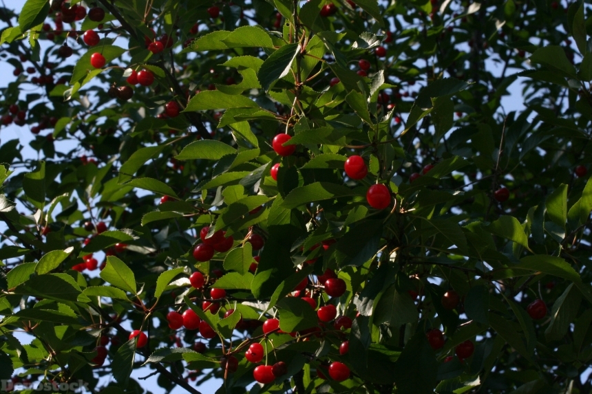 Devostock Cherries Red Fruit Ripe 0