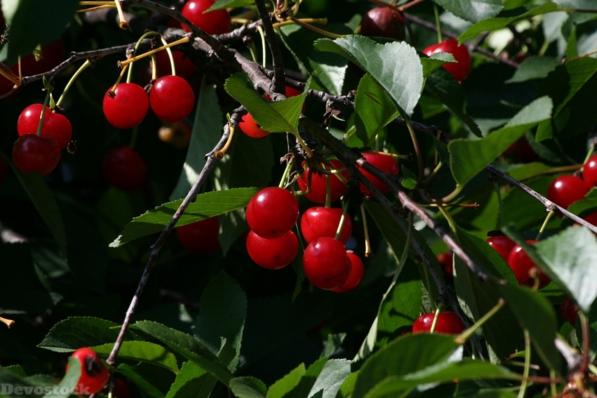 Devostock Cherries Red Fruit Ripe